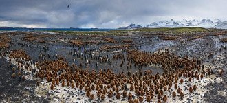 Penguins, South Georgia Island #5