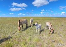 Przewalski's horses