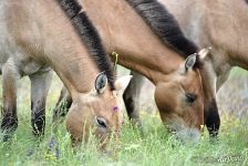 Przewalski's horses. Pre-Ural Steppe