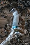 Blue-footed booby