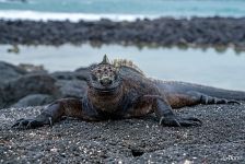 Galápagos marine iguana