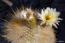 Blooming cactus