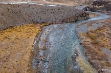 Argali in the valley of the Bayan-Chagan river