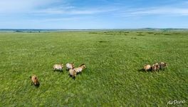 Przewalski’s horses. Orenburg Nature Reserve