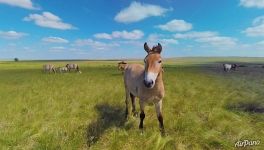 Orenburg Nature Reserve. Pre-Ural Steppe. Russia