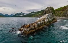 Kekurny Cape. Steller sea lions