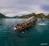 Kekurny Cape. Steller sea lions