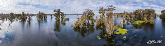 Cypress lake in Louisiana