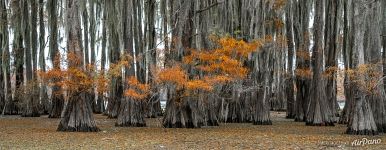 Bald cypresses in autumn