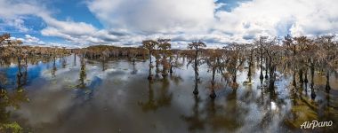 Cypress grove in Texas