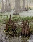 Bald cypress swamp