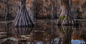 Reflection of cypresses