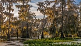 Bald cypress swamp