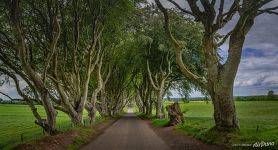 Dark Hedges