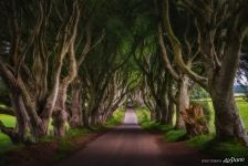 Dark Hedges