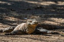 Komodo dragon