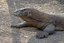 Komodo dragon