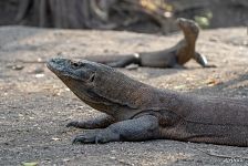 Komodo dragons