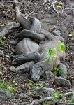 Komodo dragon mating