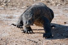 Komodo dragon