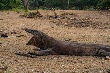 Komodo dragon in the Komodo National Park