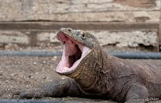 Komodo dragon