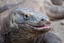 Komodo dragon