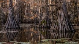 Bald cypress swamps, Louisiana-Texas, USA