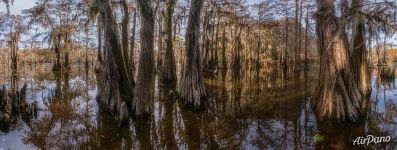 Bald cypress swamps, Louisiana-Texas, USA