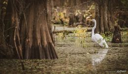 Bald cypress swamps, Louisiana-Texas, USA