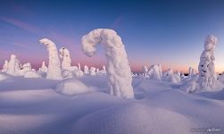 Panorama of pink forest