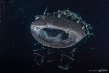 Whale shark