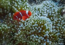 Clownfish