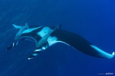 Giant oceanic manta ray