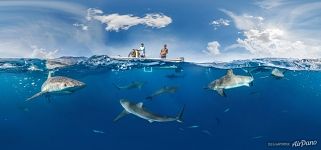 Split-panorama with sharks