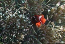 Clownfish