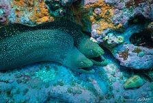 Moray eels