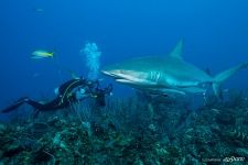 Diving with sharks