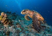 Hawksbill sea turtle