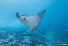 Spotted eagle ray