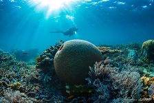 Diver near coral reef