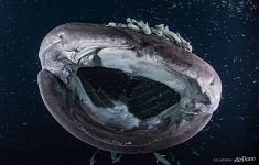 Whale shark, Maldives