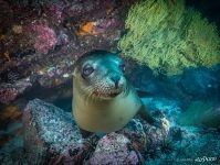 Galápagos sea lion