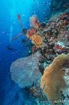 Fishes on a coral reef