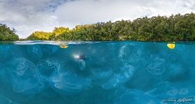 Jellyfish Bay, Raja Ampat, Indonesia