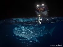 Whale shark at night. Maldives