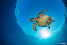 Hawksbill sea turtle