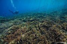 Coral polyps