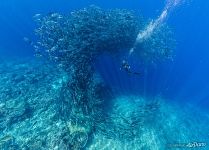 Caranx fishes. Tubbataha Reef, Philippines
