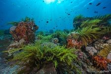 Corals and underwater plants